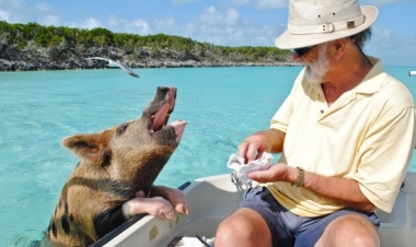 Amerikalı alimlər ölü donuzu dirildiblər