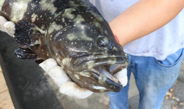 Çində balıqlar da kronavirus testindən keçirilir