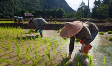 Dünyanın ən böyük düyü ixracatçısından qadağa