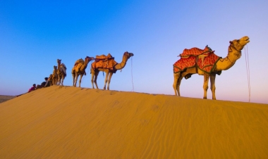 Dəvələr bəşəriyyəti qlobal fəlakətdən xilas edəcək?