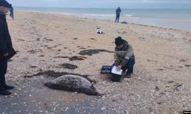 Xəzərdə suitilərin ölüm səbəbləri araşdırılır