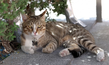 İngiltərə millisi Qətərdən evə kubok gətirə bilmədi, əvəzinə pişik gətirdi