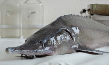 Nərə balığı avtomagistralda qəzaya səbəb oldu