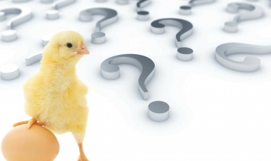 Hansı birinci yaranıb: toyuq, yoxsa yumurta –