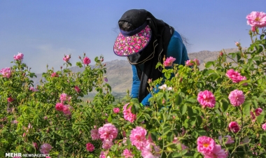 Qızılgül qızıla dönür: Azərbaycan üçün fürsət pəncərəsi